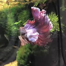 Beautiful Betta Dumbo Ear Video Dumbo Ears Beautiful Sea Creatures Nature Animals