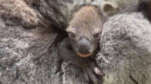 Organic skincare for mum and baby. Zoo Welcomes First Baby Koala In 8 Years And Its 1st Appearance Is Everything You D Hope For Abc News