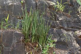 Image result for Sansevieria pearsonii