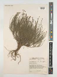 Image result for Pentzia