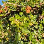 Image result for Manilkara mochisia