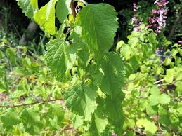 Image result for Ocimum labiatum
