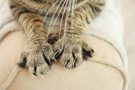 10 Natural Home Remedies To Stop A Cat From Scratching Clawing Excited Cats