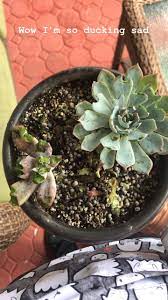 Cactus is a delicacy to a variety of rodents, including rats, gophers and ground squirrels. My Conure Ate My Succulent Do We Know If This Is Toxic For Them Parrots