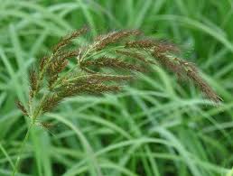 Image result for Echinochloa