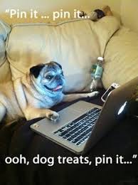 So True Schattige Dieren Grappige Dieren Mopshond