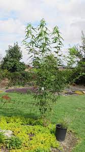 I have yet to witness a black mulberry sapling growing naturally anywhere near the base. Mulberry Sapling What To Do