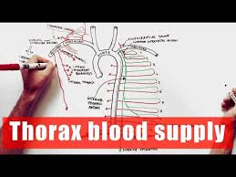 In vertebrates (fishes, amphibians, reptiles, birds, and mammals), the thorax is the chest, with the chest being that part of. Arterial Supply Of The Thorax Anatomy Tutorial Youtube