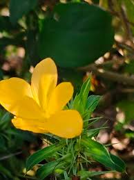 Image result for Barleria superata