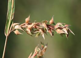 Image result for Hyparrhenia tamba