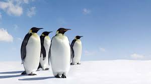 The coasts of australia and new zealand are where you'll find the most petite of the 17 species of penguins. Penguin Features Habitat Facts Britannica