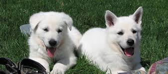 Healthy, purebred german shepherd puppies directly from ethical breeders. Pennysaver White German Shepherd In Riverside California Usa