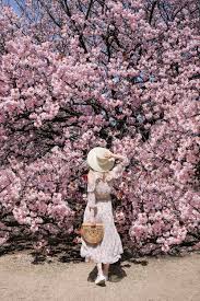 Depicted by countless artists and considered an emblem of the country, it is a magnificent sight and there is no doubt that cherry. Japan Cherry Blossom Guide 2021 This Life Of Travel