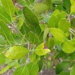 Image result for Pavetta revoluta