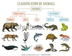 Classification Animals Reptiles Amphibians Mammals Birds