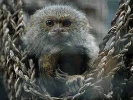 Check spelling or type a new query. Evolution Of Dwarf Marmoset And Tamarins