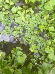 Image result for Ranunculus stagnalis