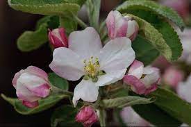 Pin By Garden Designs On Apple Blossom Time Apple Blossom Flower Photos Blossom