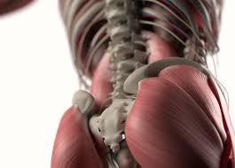 La surface de la langue comporte de nombreux récepteurs permettant de transduire plusieurs modalités parmi lesquelles : Le Grand Gluteal Le Plus Puissant Des Muscles A La Une Destination Sante