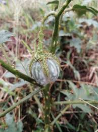 Image result for Solanum richardii
