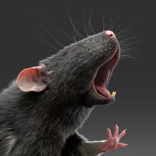 Black Rat 3d Model Animals Animation 3d Model