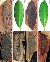 Image result for Syzygium rowlandii