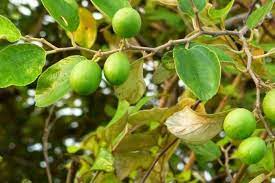 Ambil daun bidara pada bilangan ganjil, paling sedikit 7 lembar daun, taruh di penggilingan/cobek dan 5.daun bidara atau daun bidara cina bidara acap dipertukarkan identitasnya dengan bidara cina (ziziphus zizyphus; 9 Fakta Daun Bidara Kenali Manfaat Kesehatan Sampai Resepnya Halaman All Kompas Com