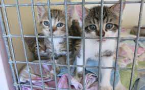Le refuge fondation assistance aux animaux de villevaudé avait pris en charge « vidock » suite au départ de sa maîtresse en ehpad. Le Refuge De Villevaude Deborde Par Les Animaux Abandonnes Le Parisien