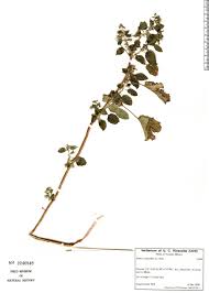 Image result for Mesosphaerum suaveolens