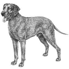 Image result for curly coated retrívr