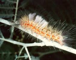 identifying australian caterpillars