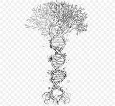 Family tree software draw your family tree diagram genopro. Drawing Family Tree Genetics Pic The Art Of Science Dna Prints And Blankets The Early Hour Learn How To Draw Family Tree Ideas Pictures Using These Outlines Or Print