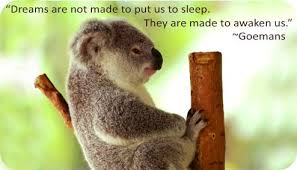 Symbolic Meaning Of Koala Bears Koala Bear Bear Spirit Animal Koala