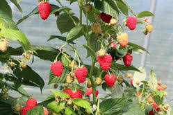 Himbeeren schmecken sehr lecker und vor allem intensiv. Chef Himbeeren Aromahimbeeren Aus Dem Eigenen Garten