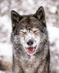 Wolf Wolves Of Instagram On Instagram Rate It 1 10 Who Else Loves These Beautiful Animals Photo Cr Siyah Kurtlar Sibirya Husky Hayvan Ilustrasyonlari