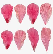 Flower Petals Pink Flower Petal Texture Transparent Png 900x900 Free Download On Nicepng Beach rose petal red flower, rose petal png.
