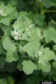 Image result for Chenopodium opulifolium