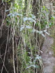 Image result for Rhipidoglossum microphyllum