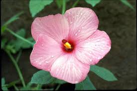 Image result for Abelmoschus