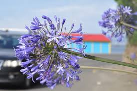 We did not find results for: Agapanthus Are Everywhere But Do People Realise It S A Weed That Smothers Native Plants Stuff Co Nz