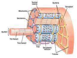 Diad Not Triad In Myocardial Cells Mitochondria Anatomy And Physiology Triad