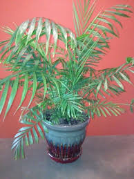 Protect them from direct sun, which will scorch their leaves. Common Name Neanthe Bella Palm Parlor Palm Good Luck Palm Scientific Name Chamaedorea Elegans Lighting Moderate House Plant Care Palm Care Palm Plant Care