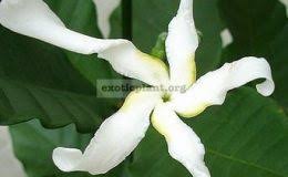 Image result for Tabernaemontana pachysiphon