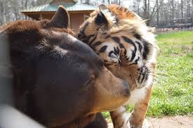B Lions Tigers And Bears B Oh My Animals Noahs Ark Animals Heartwarming Pictures