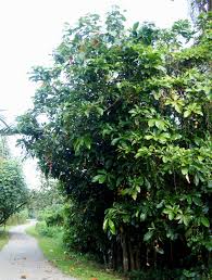 Image result for Barringtonia racemosa