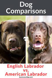 English Labrador Vs American Labrador What S The Difference English Labrador American Labrador English Lab Puppies