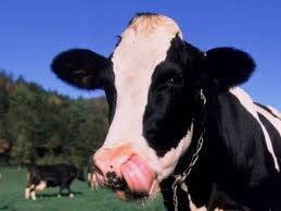 Pin Von Delyth Richards Auf Life On The Farm Kuh Bilder Pluschkuh Kuhe Und Kalber