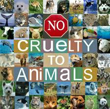 Are We Not All The Same Do We Not Both Have Souls Do We Not Both Have The Right To Be Treated Humanely Animal Abuse Animal Advocacy Animal Quotes