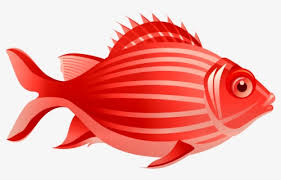 Ikan tenggiri adalah salah satu jenis ikan dengan marga scomberomorus yang merupakan suku scombridae. Seafood Clipart Ikan Tenggiri Ikan Tenggiri Free Transparent Clipart Clipartkey
