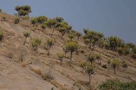 Image result for Ceropegia namuliensis
